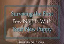 Surviving the First Few Nights With Your New Puppy