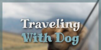 Traveling With Dog