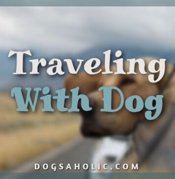 Traveling With Dog