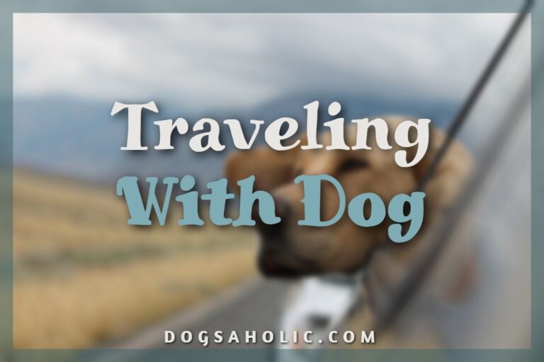 Dog Travel Tips and Lifehacks – Traveling With Dog