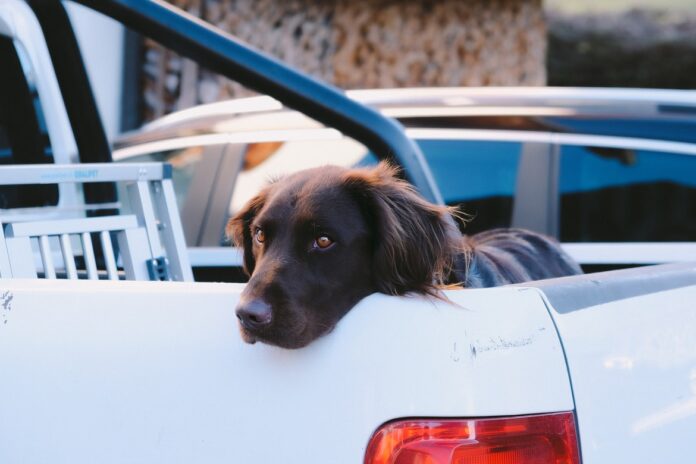 Treat your puppy’s car sickness