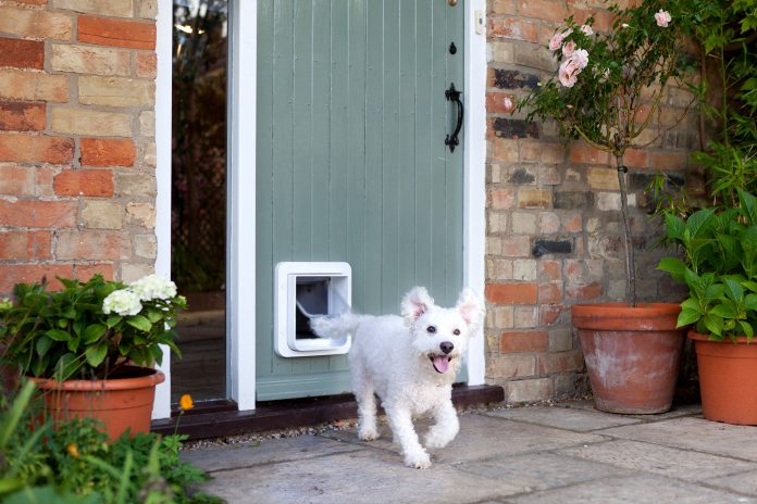 What to Do if the Dog Is Afraid of the Dog Door