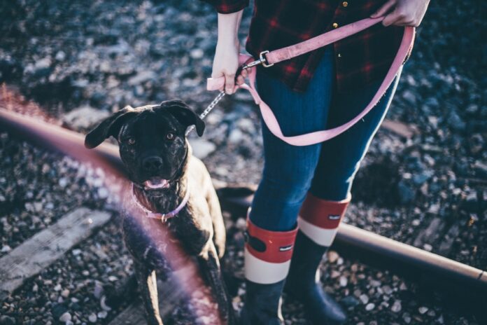 Why Do You Need Snow Boots for Your Pooch