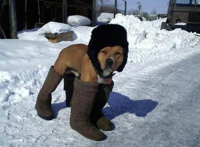 Dog with boots and hat
