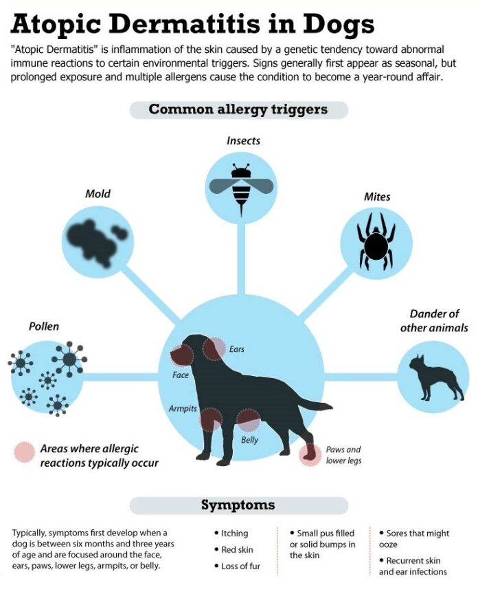 Atopic dermatitis in dogs