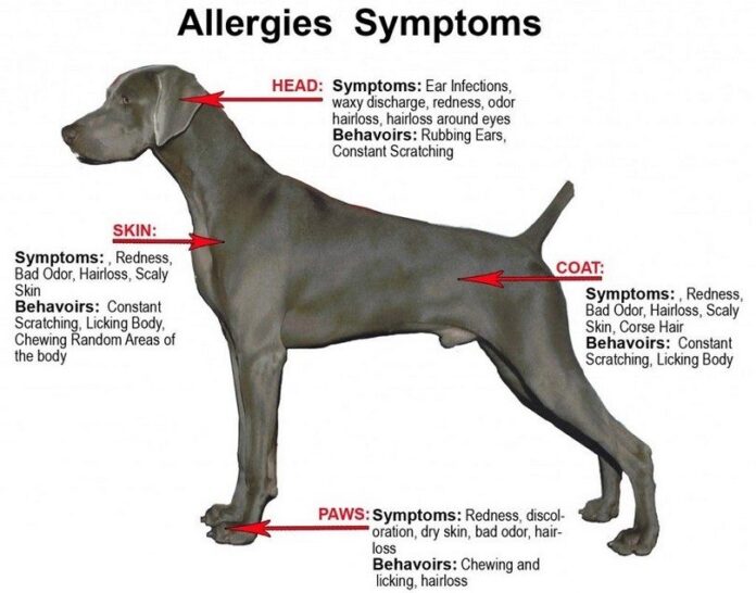 Dog symptoms allergy