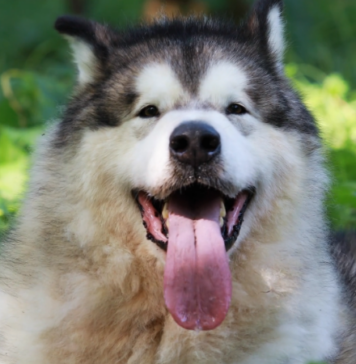Alaskan Malamute