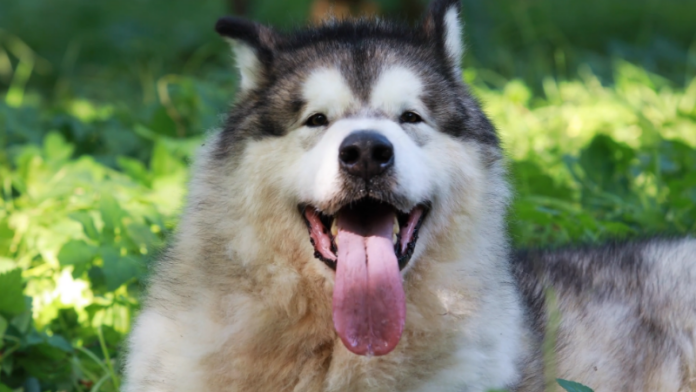 Alaskan Malamute