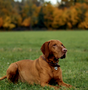 All About Vizsla