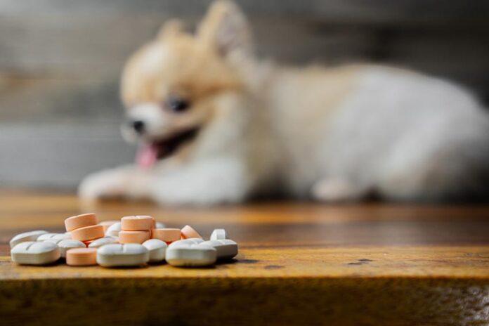 Antidepressants for dogs