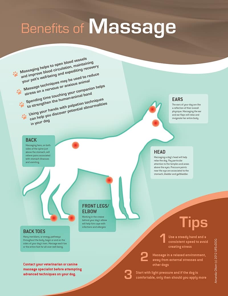Benefits of dog massage
