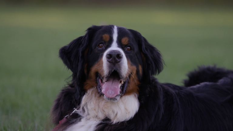 Bernese Mountain Dog – Breed Characteristics & Care