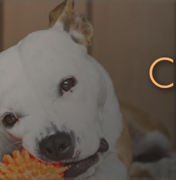 Best Chew Toys