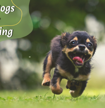 Best Dogs for Running