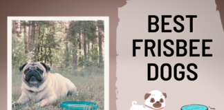 Best Frisbee Dogs