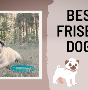 Best Frisbee Dogs