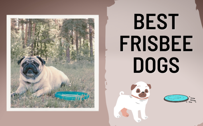 Best Frisbee Dogs