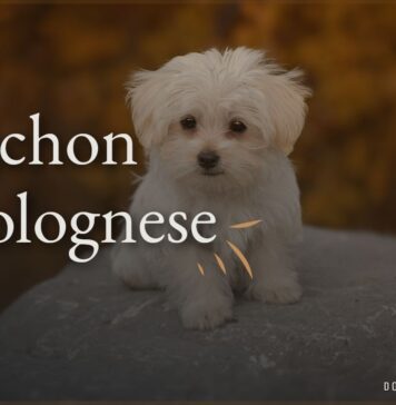 Bichon Bolognese
