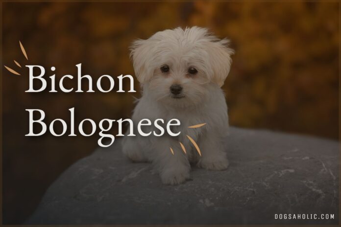 Bichon Bolognese