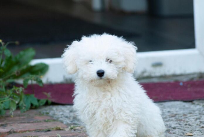 Bichon Bolognese Coat, Color and Grooming