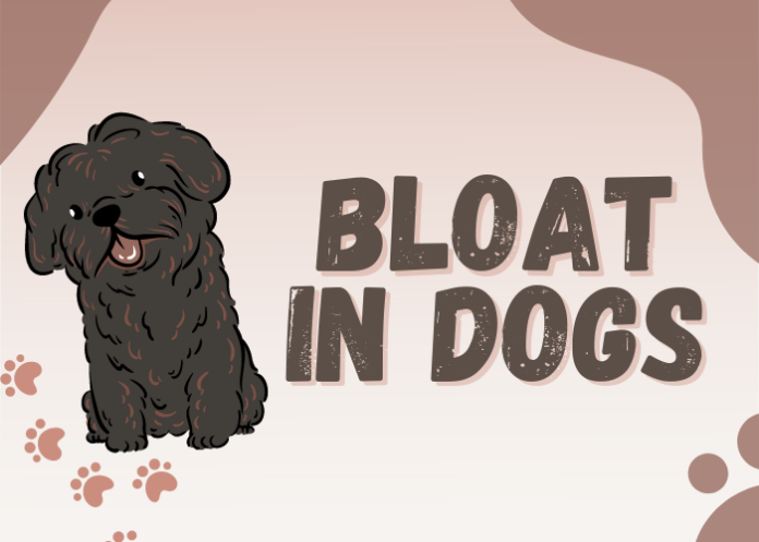 Bloat in Dogs
