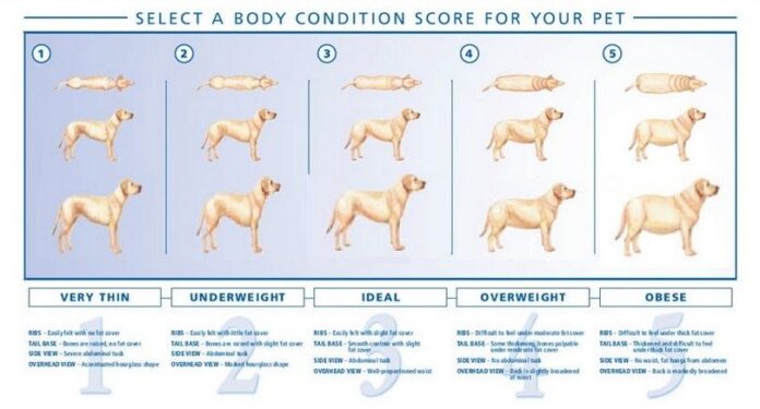 Body condition score