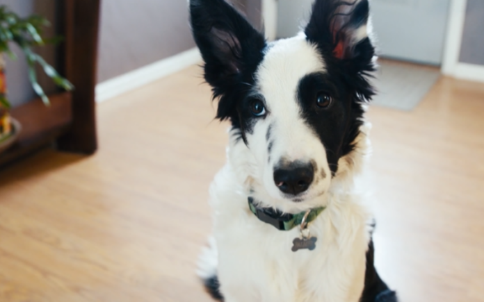 Border Collie