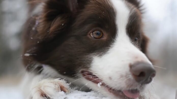 Border Collie Dog