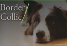 Border Collie - Dog Breed