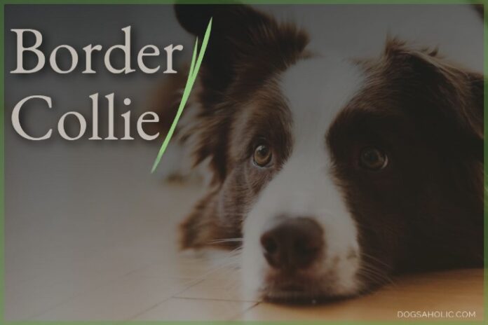 Border Collie - Dog Breed