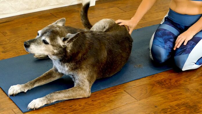 Calming Dog Massage