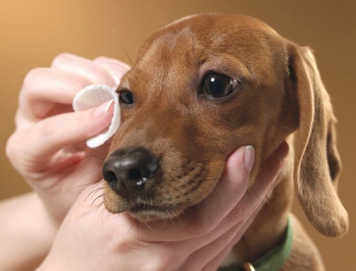 Cleaning dogs eyes