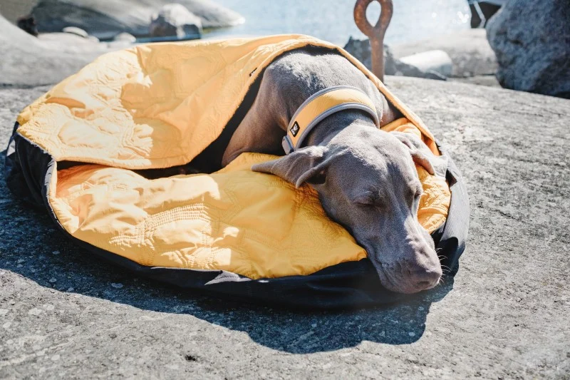 Convenience of Dog Sleeping Bag