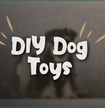 DIY Dog Toys