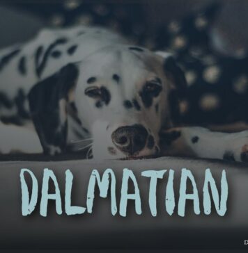 Dalmatian