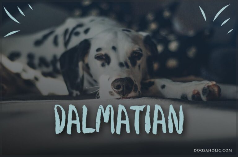 Dalmatian – Active & Friendly Dog Breed