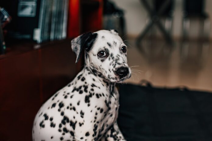 Dalmatian - Breed History