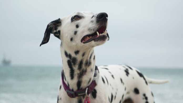 Dalmatian - Personality and Character