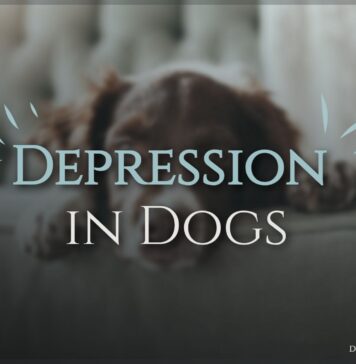 Depression in Dogs