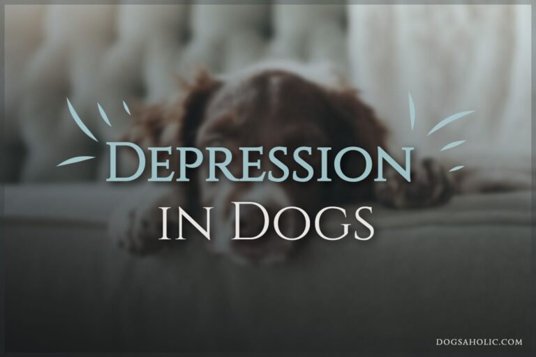Depression in Dogs – Signs, Causes, Treatment Options and More