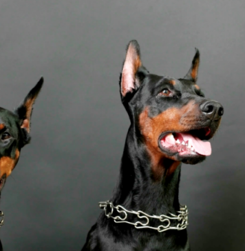 Doberman Pinscher