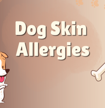 Dog Skin Allergies - How to Help Your Dog Overcome Itchy Skin