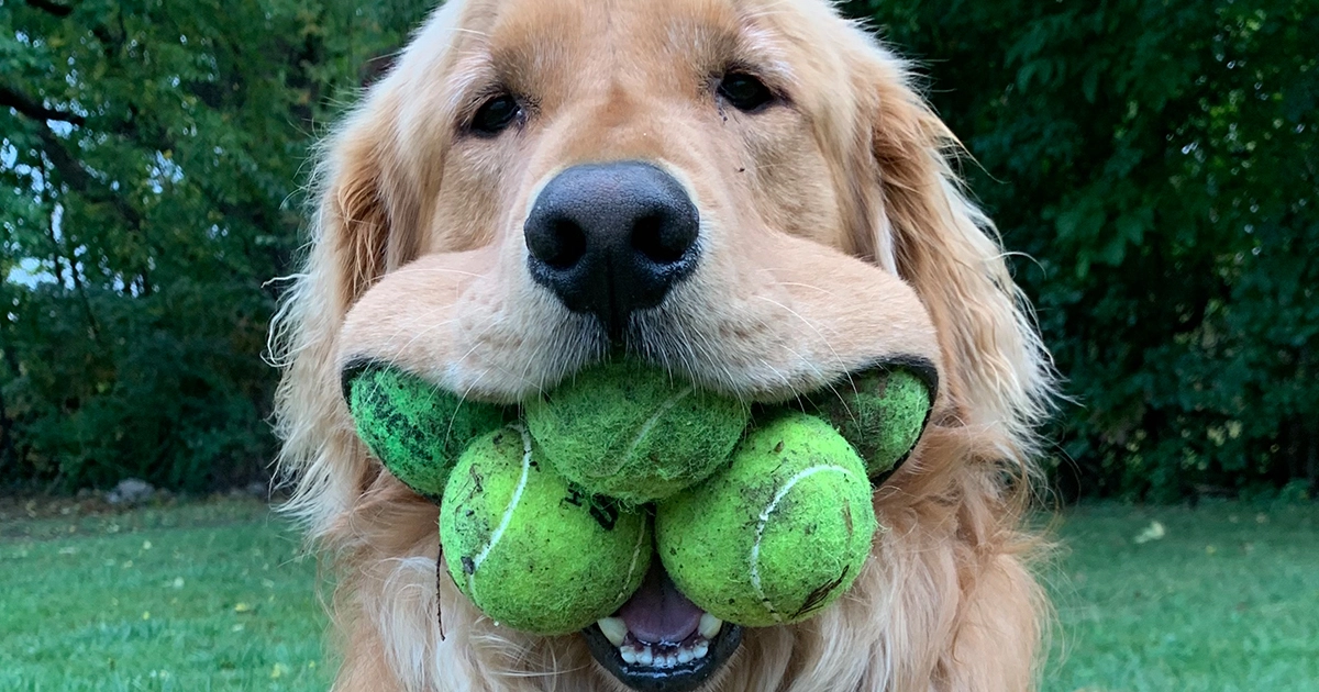 Dog Toy With a Scarf and 3 Tennis Balls