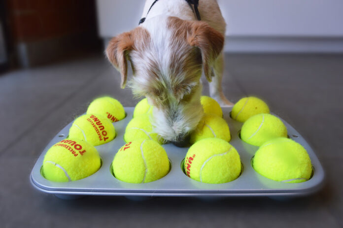 Dog Toy With a Tennis Ball and Treats