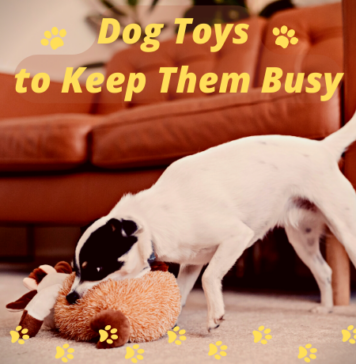 Dog Toys to Keep Them Busy