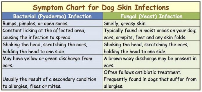 Dog skin infection chart