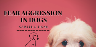 Fear Aggression in Dogs