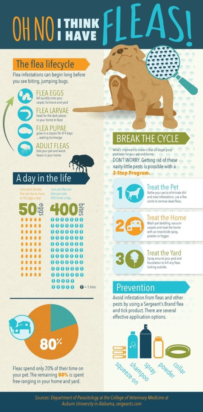 Infographic about fleas