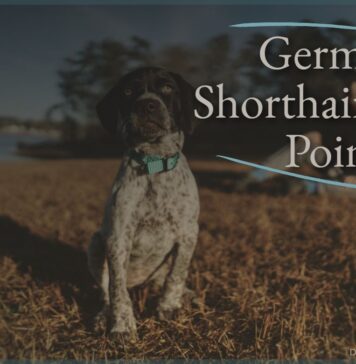 German Shorthaired Pointer