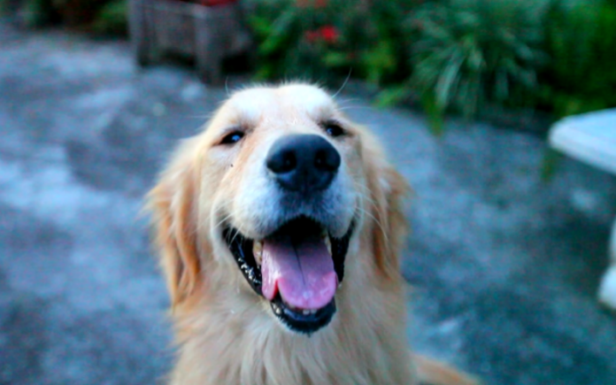 Golden Retrievers